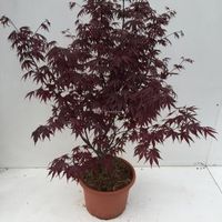 Japanse esdoorn (Acer palmatum "Bloodgood") heester - 80-100 cm - 1 stuks - thumbnail