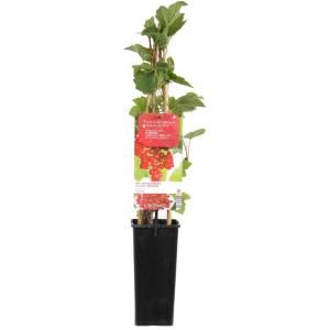 Rode bes (ribes rubrum "Rovada") fruitplanten - In 2 liter pot - 1 stuks