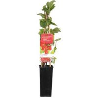 Rode bes (ribes rubrum "Rovada") fruitplanten - In 2 liter pot - 1 stuks - thumbnail