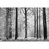 Fotobehang - Avalon 366x254cm - Papierbehang - thumbnail