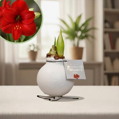 Amaryllis wit Amaryllis wit