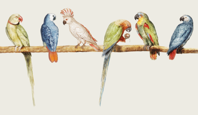 Vinyl tapijt Modern grijs met vogels en takken