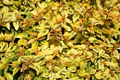 Abelia