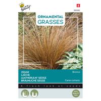 Buzzy - Ornamental Grasses, Carex comans 'Bronco' - thumbnail
