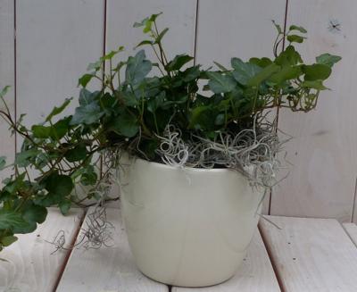 Klimop Hedrea donkergroen creme pot 25 cm Warentuin Natuurlijk - Warentuin natuurlijk