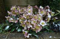 Tuinschilderij hellebores 130x70cm - Customize it