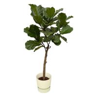 Ficus Lyrata stam inclusief elho Greenville Round wit - 160 cm - Ø30 Ficus Lyrata stam inclusief elho Greenville Round wit - 160 cm - Ø30