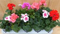 Geranium Staand 10 potjes in tray kleur mix Warentuin Natuurlijk - Warentuin natuurlijk