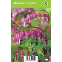 Gebroken hartje (dicentra spectabilis) voorjaarsbloeier - 12 stuks