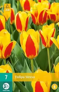 X 7 Tulipa Stresa