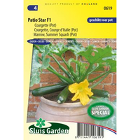 Courgette Patio Star F1 - thumbnail