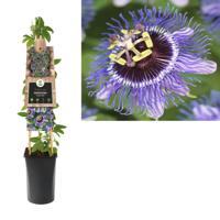 Klimplant Passiflora Purple Rain 75 cm Passiebloem Van der Starre - Van der starre