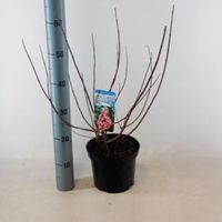 Hydrangea Paniculata "Mega Mindy"® pluimhortensia - 40-50 cm - 1 stuks - thumbnail