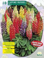 Zomer Bloembollen Lupine Russel, Mix per 10 Baltus - Baltus