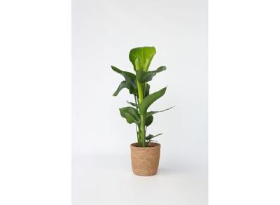 Strelitzia Nicolai 'L' inclusief mand