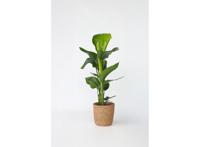 Strelitzia Nicolai 'L' inclusief mand