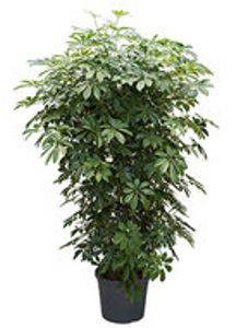 Schefflera arboricola 'Compacta' - Vertakt