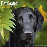 Kalender 2025 Flatcoated Retriever