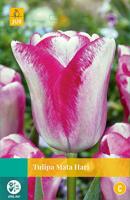 Tulipa Mata Hari, 8 bloembollen - Jub