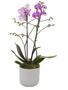 Roze Phalaenopsis in een Stenen pot