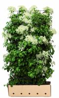 Hydrangea anomala petiolaris 180 cm - Quickhedge