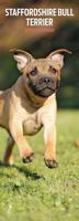 Staffordshire Bull Terrier Kalender 2026 Slimline