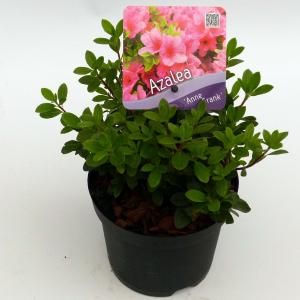 Rododendron (Rhododendron Japonica "Anne Frank") heester - 15-20 cm - 8 stuks