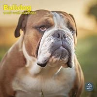 Engelse Bulldog Kalender 2026