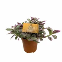 Eden Collection - Tradescantia Sweetness