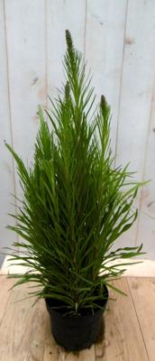 Kattestaart Liatris 50 cm - Warentuin natuurlijk