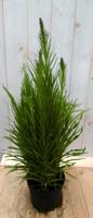 Kattestaart Liatris 50 cm - Warentuin natuurlijk