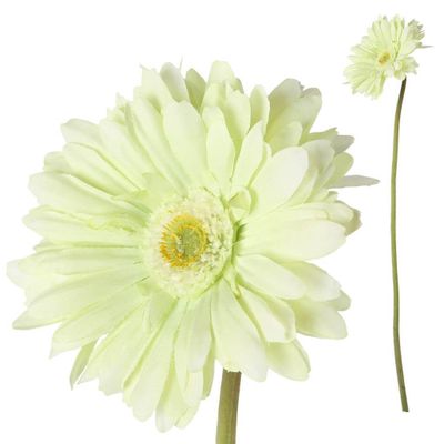 Gerbera bloem groen groot