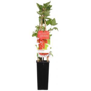 Rode bes (ribes rubrum "Jonkheer van Tets") fruitplanten - In 2 liter pot - 1 stuks