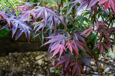 Japanse esdoorn