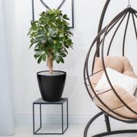 Schefflera kunstplant op voet 65cm