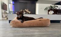 Dog's Companion® Hondenbed camel giant ribcord