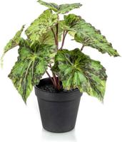Begonia leaves bush 25 cm in black pot - Emerald - thumbnail