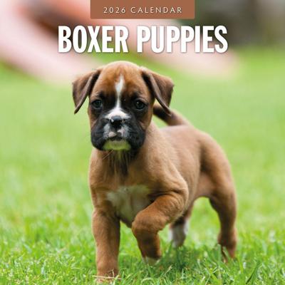 Boxer Puppies Kalender 2026