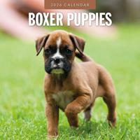 Boxer Puppies Kalender 2026