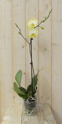 Vlinderorchidee Luxe Tak geel 80 cm - Warentuin natuurlijk