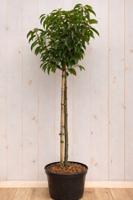 Portugese laurier Prunus lusitanica Myrtifolia h 130 cm st. h 80 cm boom Warentuin Natuurlijk - Warentuin natuurlijk