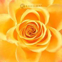 Karo-art Schilderij - Roos in het geel, bloesem , 3 maten , Premium print , Wanddecoratie - thumbnail