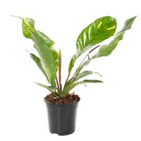 Anthurium Botanical King variegated (bont) - P 21 cm