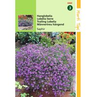 2 stuks Lobelia Pendula Saphir - thumbnail