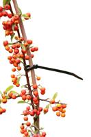 Kabelbinders nylon 20cm set a 25 stuks - Nature
