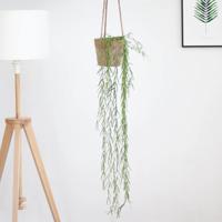 Hoya Linearis - Wasbloem - P12