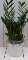 Zamioculcas in creme pot 55 cm Warentuin Natuurlijk - Warentuin natuurlijk