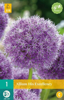 Allium His Excellency - Jub