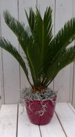 Palmvaren Vredespalm in rode pot 50 cm - Warentuin Natuurlijk