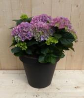 Hortensia roze in plastic pot zwart h26 cm dia. 28 Hydrangea Warentuin Natuurlijk - Warentuin natuurlijk
